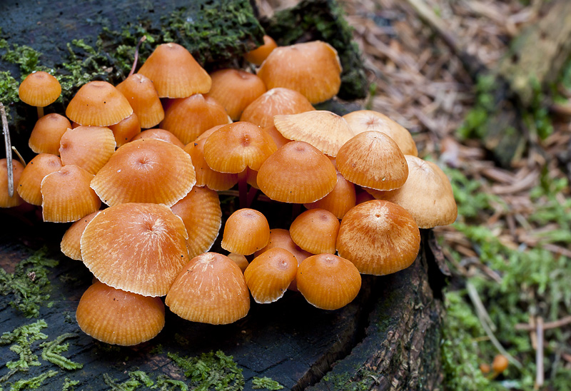 Xeromphalina campanella